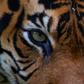 Sumatran tigers are considered critically endangered by protection group the International Union for Conservation of Nature, with fewer than 400 believed to remain in the wild