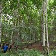 Ivory Coast's rubber plantations are being accused of damaging the environment and worsening food security
