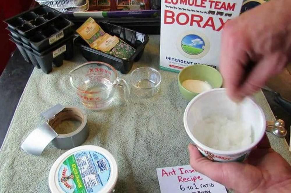 10 safe and natural ways to get rid of annoying cockroaches at home