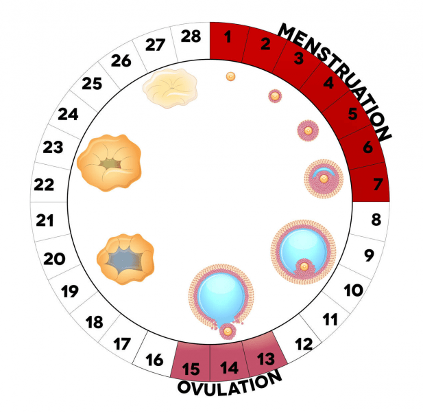 How Ovulation Calculators Can Help You Conceive A Boy