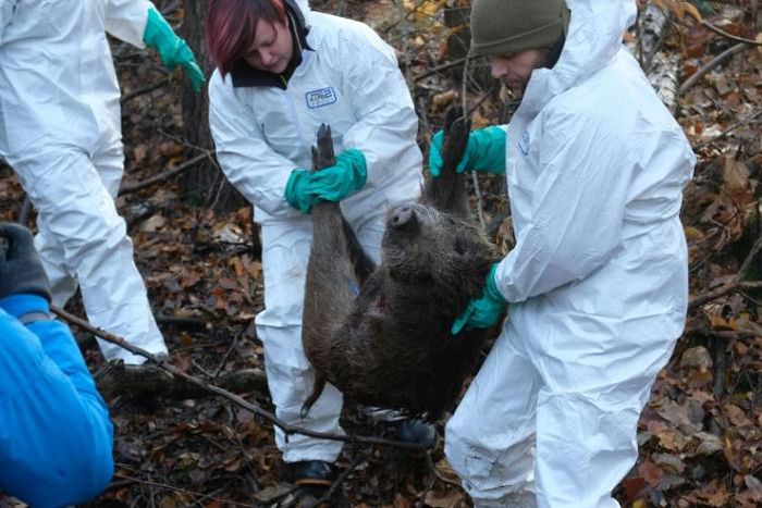 German experts think swine fever would most likely spread through wild boars