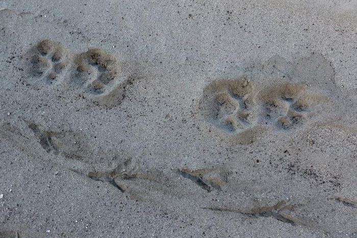 Mountain lion tracks. Mountain lions, or cougars, are shy and primarily hunt deer