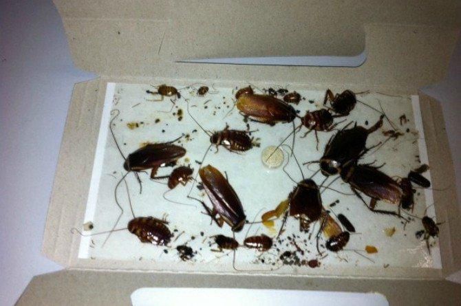 10 safe and natural ways to get rid of annoying cockroaches at home