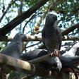 A new study has found that African grey parrots volunteer assistance to both their good friends and mere acquaintances -- even when there is no expectation of personal gain