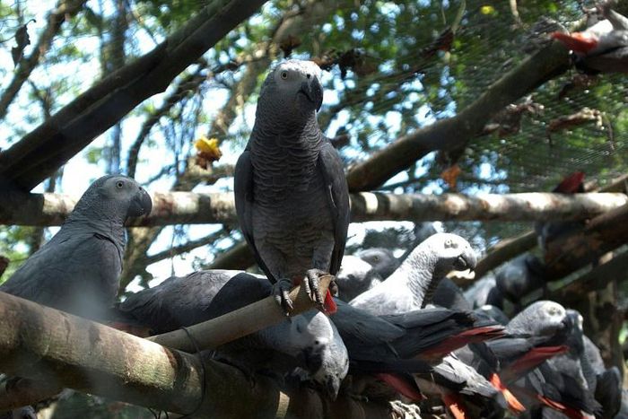 A new study has found that African grey parrots volunteer assistance to both their good friends and mere acquaintances -- even when there is no expectation of personal gain