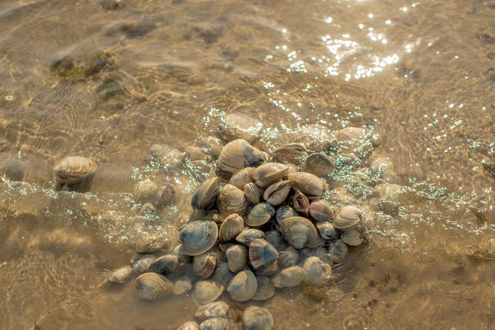 The Original Long Islanders Fight to Save Their Land From a Rising Sea