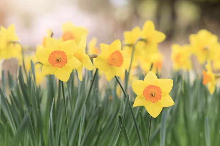 Watch Dr. P Extract Spring Flower Blackheads