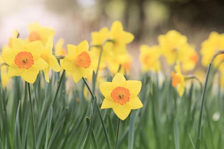 Watch Dr. P Extract Spring Flower Blackheads