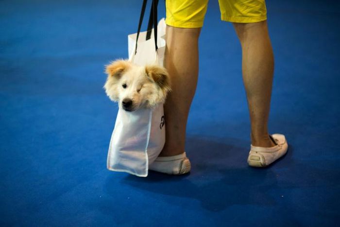 A man carries his dog in a shopping bag at a pet fair in Shanghai. China is home to a growing population of pet owners, with pet-related spending in China reaching nearly $24 billion in 2018