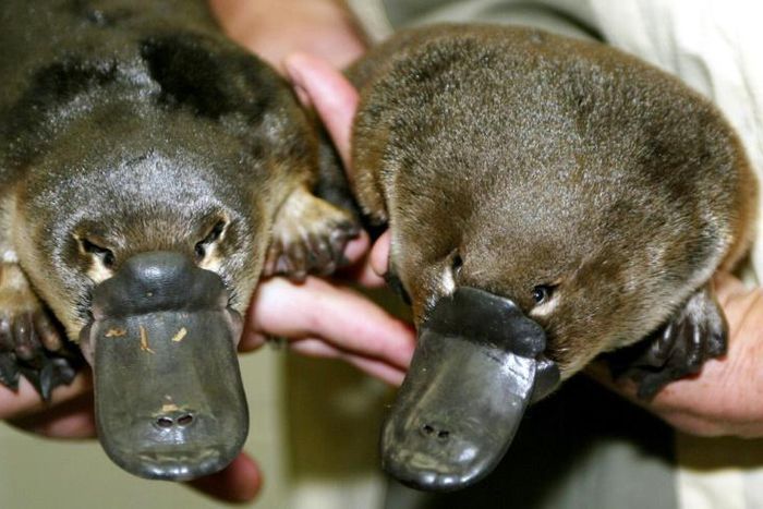 The platypus is one of the world's strangest animals