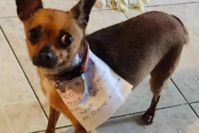 Man in self-quarantine sends his dog on an errand to buy him food