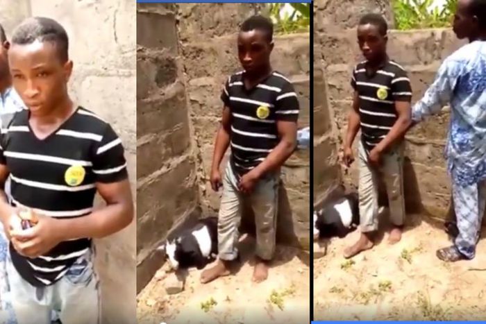 Handsome young man caught raping a goat explains why it’s his habit (video)