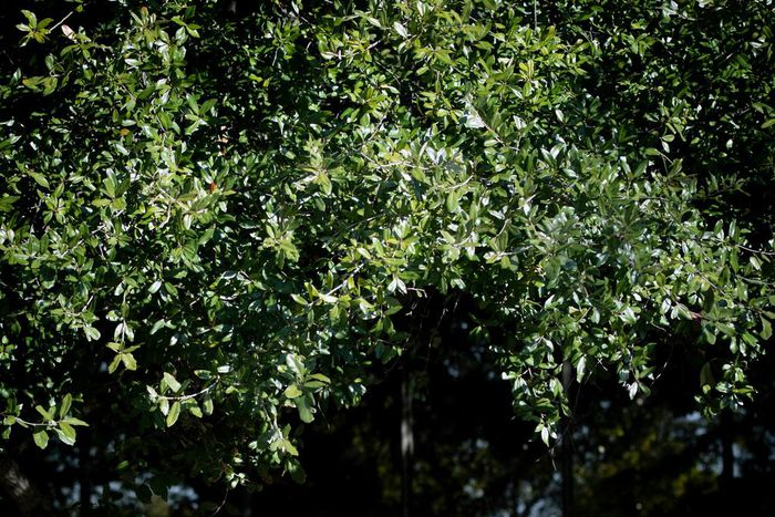 In a Deluge of Sex-Abuse Claims, Bankruptcy May Not Save the Boy Scouts