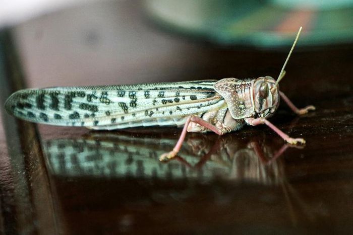 Desert locusts threaten East Africa's food security