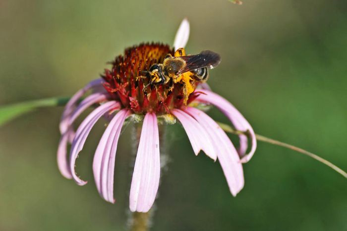 When Fires Burn on the Prairie, Coneflowers Bloom More Often