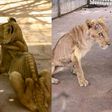 Photos of starving lions in a Sudanese park sparks online campaign to save them