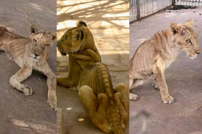 Photos of starving lions in a Sudanese park sparks online campaign to save them