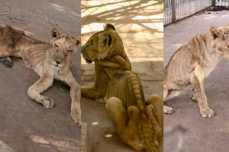 Photos of starving lions in a Sudanese park sparks online campaign to save them