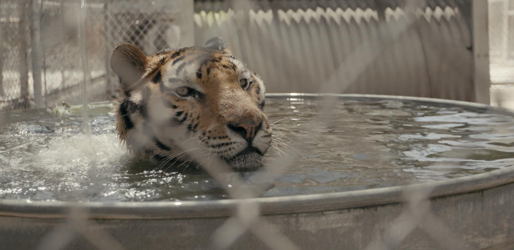 What Happened To 'Joe Exotic' From 'Tiger King'?