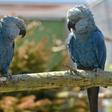 Spix's macaw couple Bonita and Ferdinand, pictured in 2014 at the ACTP wildlife conservation organization in Schoeneiche, eastern Germany