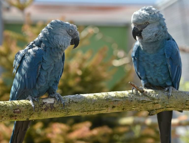 5 pets with the longest life spans