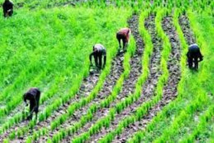 Nigeria can now produce 24m metric tonnes of rice annually – RIFAN