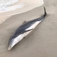 Finding Dolphins Shot and Stabbed, Authorities Offer $20,000 for Help