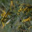 Pest: Desert locusts are threatening millions of people in East Africa with hunger