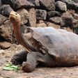 Diego, the Tortoise Whose High Sex Drive Helped Save His Species, Retires