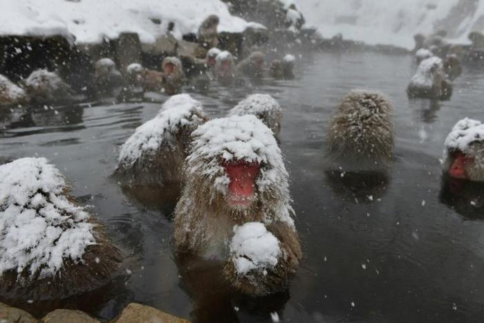 Record low snowfall has forced ski resorts in Japan to shut their doors and raised fears for a ski jump competition