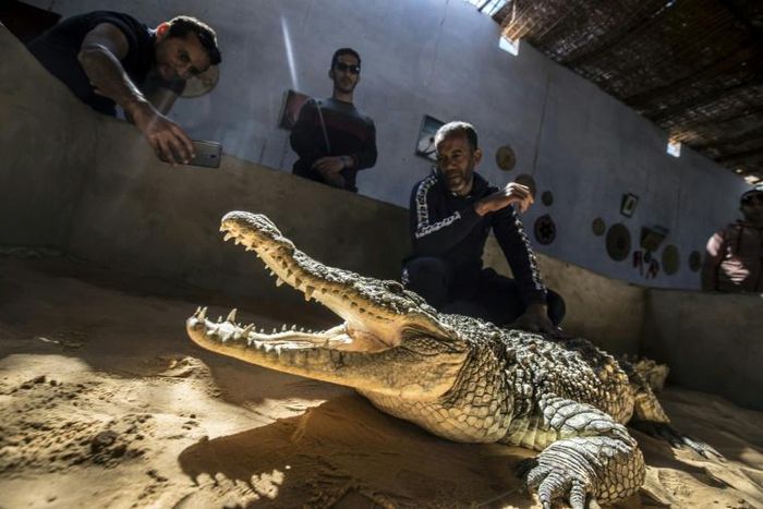 Mamdouh Hassan (R) shows a crocodile to visitors at his crocodile terrarium in the Nubian village of Gharb Soheil, on the west bank of the Nile river in southern Egypt