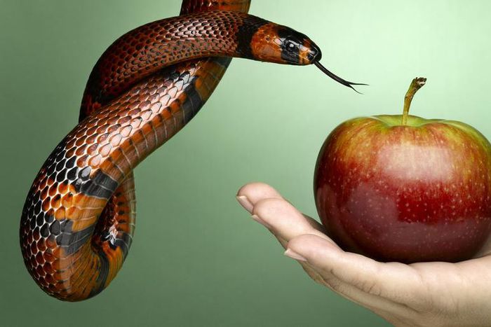 7 Red Flags It's Probably a Nutrition Scam