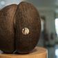 The coco de mer only grows on two Seychelles islands