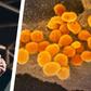 Coronavirus is Dangerous for Young People, Too