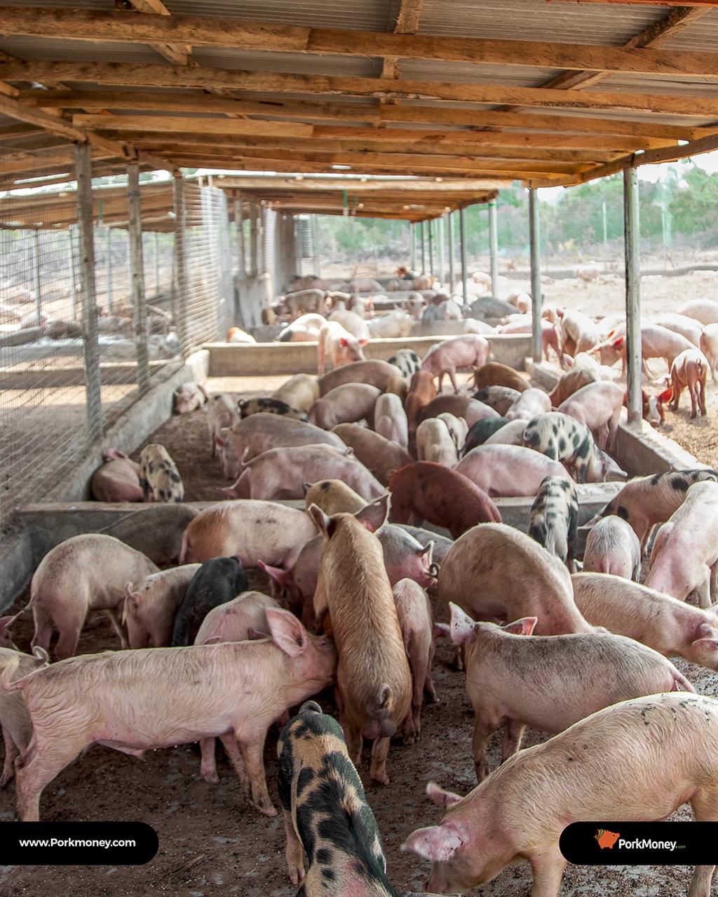 A quick trip to the Porkmoney Ranch