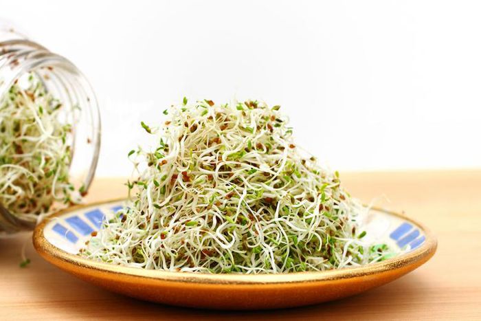 Dr. Pimple Popper Pops 'Alfalfa Sprout' Blackhead