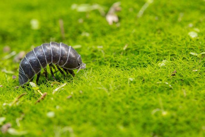 Dr. Pimple Popper Pops 'Roly-Poly' Blackheads