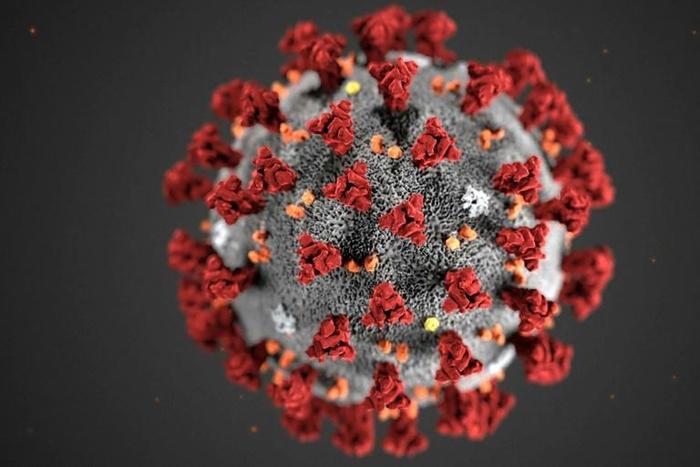Monoclonal antibodies bind to certain proteins on a virus, neutralizing its ability to infect human cells