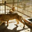 Malnourished lion and lioness rest in their cages after receiving  treatment at Al-Qurashi Family Park in the Sudanese capital Khartoum