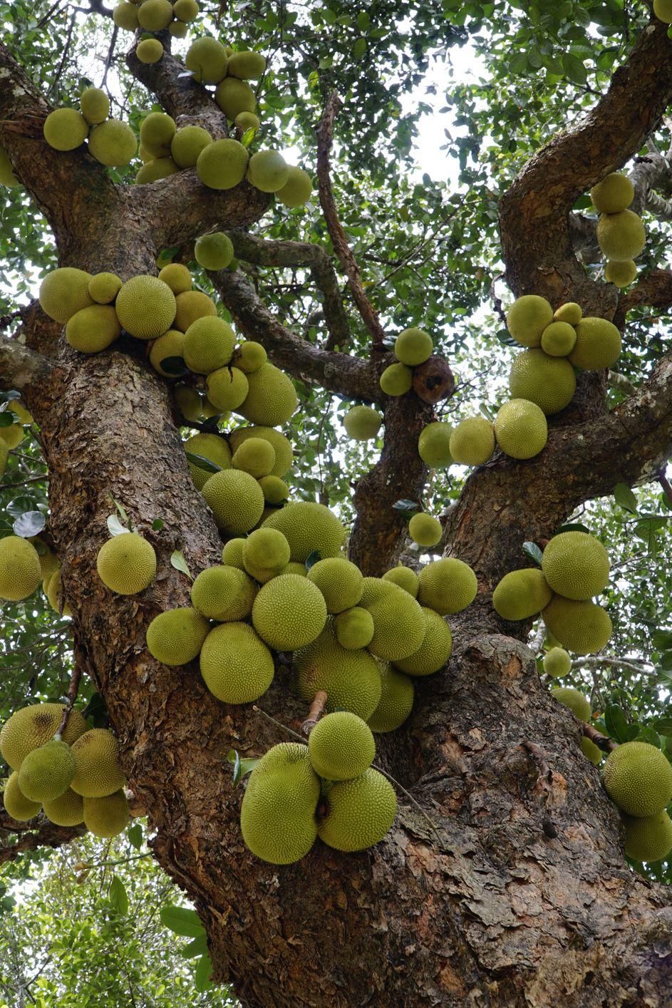 How jackfruit grows.