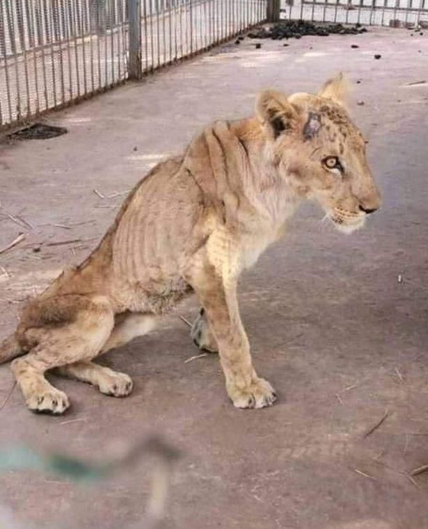 Photos of starving lions in a Sudanese park sparks online campaign to save them
