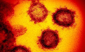 How Coronavirus Actually Behaves Inside Your Body