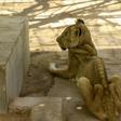 For weeks now, five lions held at Khartoum's Al-Qureshi Park in an upscale district of the capital have been suffering from shortages of food and medicine