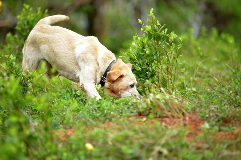 Research into whether dogs can sniff cout COVID-19 is based on previous research into dogs' ability to sniff out malaria and is based on a belief that each disease triggers a distinct odour