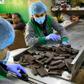 Workers at al-Arees sweets factory in Gaza City sort a batch of chocolate-covered biscuits