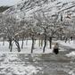 A woman walks down a path in Quetta, Pakistan, after heavy snow
