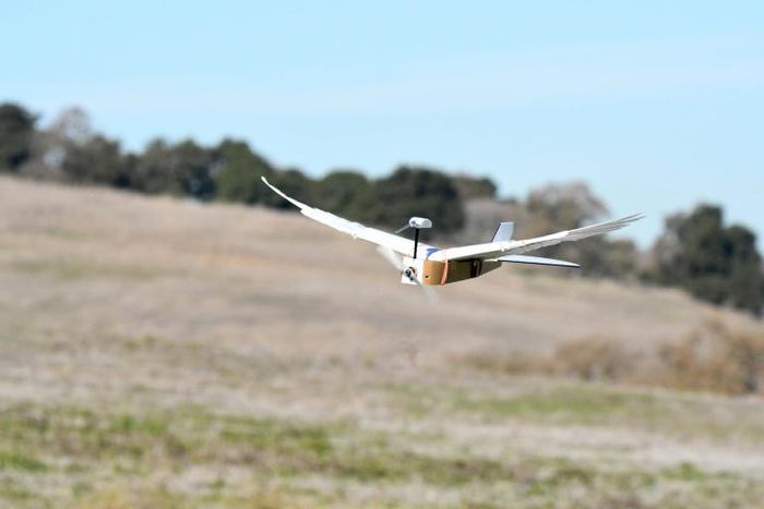 Researchers at Stanford University said they had studied the wings of common pigeon cadavers, then used their findings to build a radio-controlled robot with wings made with 40 real feathers