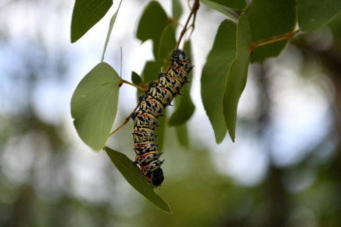 A historic drought has led to a shortage of edible mopane caterpillars in Botswana