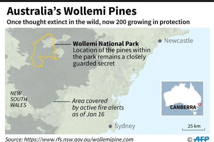 Wollemi National Park in Australia, where pine trees threatened by wildfires have been saved by a protection scheme