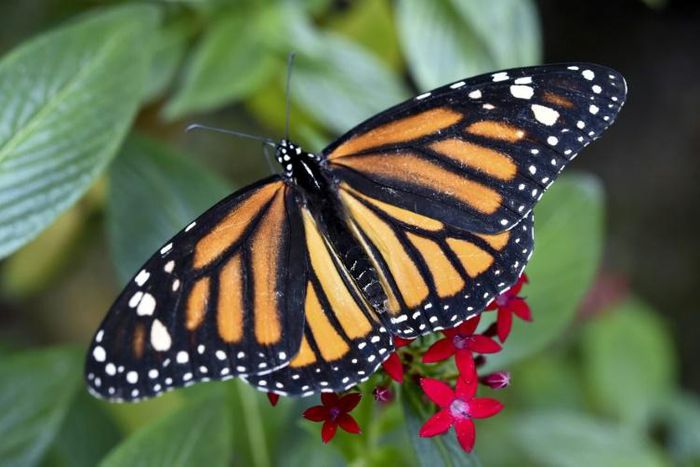 Monarch butterflies travel up to 4,500 kilometers (3,000 miles) each year from Canada and the United States to establish their colonies in the temperate oyamel and pine forests of west-central Mexico